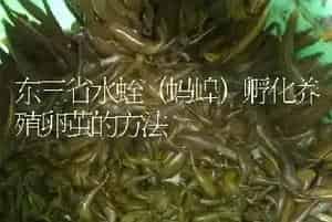 东三省水蛭(蚂蝗)孵化养殖卵茧的方法