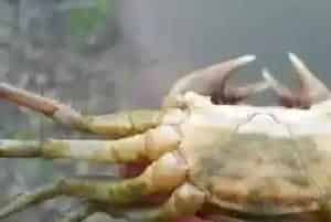 河蟹养殖户放苗后杀虫消毒是关键