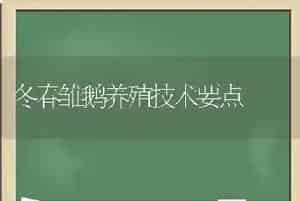 冬春雏鹅养殖技术要点