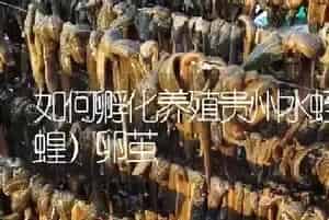 如何孵化养殖贵州水蛭(蚂蝗)卵茧