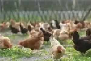 肉鸡苗产量下降 价格行情普遍小涨