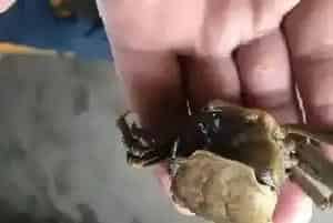 染色肥水产品或又现市场！河蟹蜕壳不遂的帮凶会是它吗?