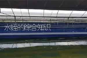 水蛭的综合知识