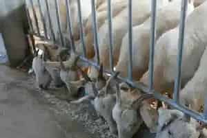肉羊养殖增重技巧有哪些方法