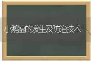 小鹅瘟的发生及防治技术