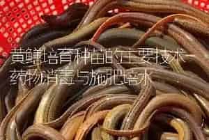 黄鳝培育种苗的主要技术-药物消毒与施肥培水
