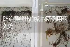 防治黄鳝出血病的两例用药处方