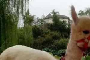 羊驼可以当宠物养吗？羊驼饲养注意事项