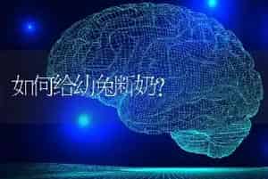 如何给幼兔断奶?