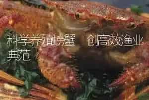 科学养殖螃蟹　创高效渔业典范