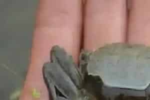河蟹脱壳不遂的发病原因及防治方法