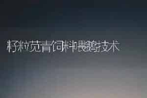 籽粒苋青饲料喂鹅技术