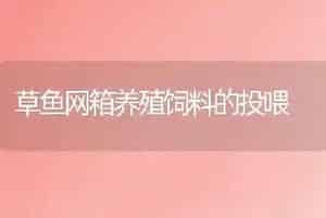 草鱼网箱养殖饲料的投喂