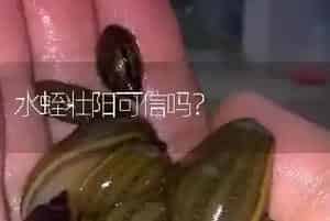 水蛭壮阳可信吗?