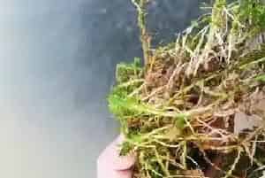 河蟹塘高温保草到底有没有必要?