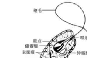 养殖池塘藻类很多种,对于裸藻您认知多少呢?