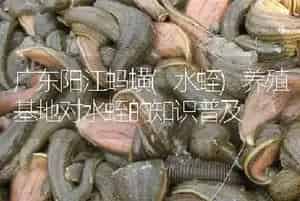 广东阳江蚂蟥(水蛭)养殖基地对水蛭的知识普及