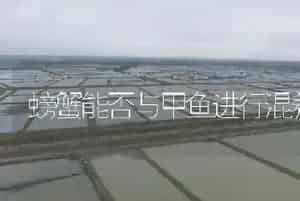 螃蟹能否与甲鱼进行混养