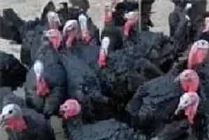 中国的火鸡市场由谁来开发