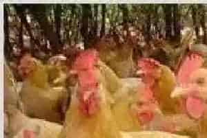 鸡的肠毒综合症防治