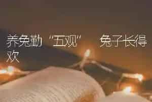 养兔勤“五观” 兔子长得欢