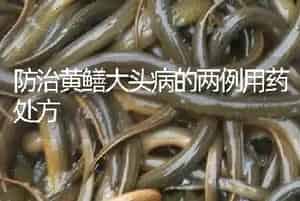 防治黄鳝大头病的两例用药处方