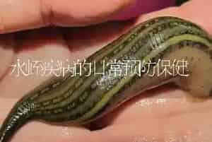 水蛭疾病的日常预防保健