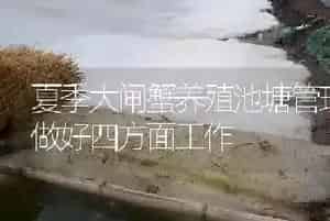 夏季大闸蟹养殖池塘管理要做好四方面工作