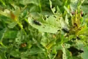 黄鳝农药杀虫剂中毒一例