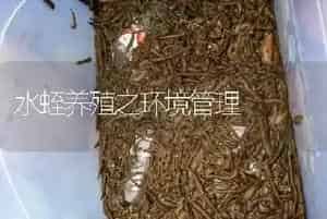 水蛭养殖之环境管理