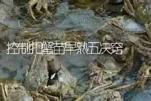 控制扣蟹苗早熟五决窍