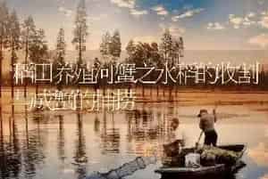 稻田养殖河蟹之水稻的收割与成蟹的捕捞