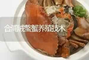 合浦绒螯蟹养殖技术