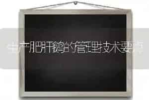 生产肥肝鹅的管理技术要点