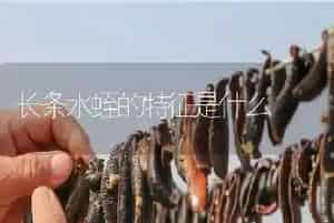 长条水蛭的特征是什么