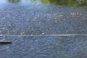 水产养殖过程中苗种放养流程及注意事项