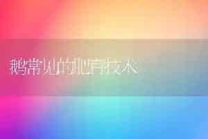 鹅常见的肥育技术