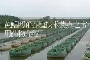 黄鳝网箱养殖技术要点之常用药物介绍