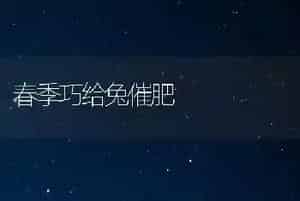 春季巧给兔催肥