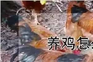 养鸡怎么预防鸡瘟