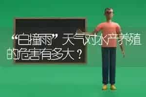 “白撞雨”天气对水产养殖的危害有多大?