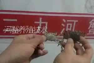 河蟹养殖技术