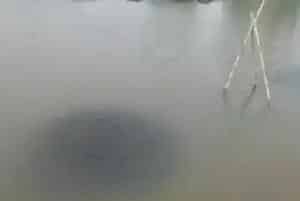 河蟹池塘白浊水问题的成功处理案例