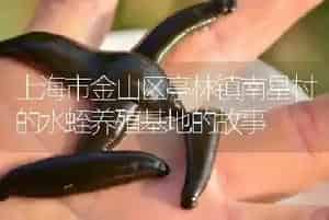 上海市金山区亭林镇南星村的水蛭养殖基地的故事
