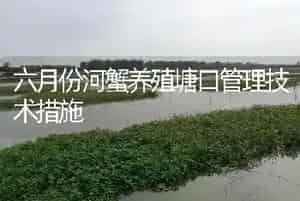 六月份河蟹养殖塘口管理技术措施