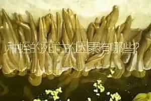 种蛭的死亡的因素有哪些?