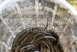 选对内服药：网箱养殖黄鳝吃食猛·抗应激能力强