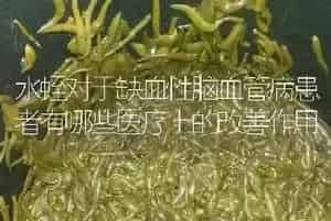 水蛭对于缺血性脑血管病患者有哪些医疗上的改善作用
