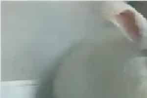 长毛兔产业发展破解农户增收难题