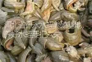 河北省德永水蛭养殖基地,养好水蛭要把六关